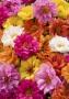 Seminte profesionale Portulaca grandiflora - Flori de piatra - imagine 23203